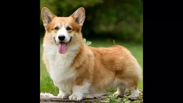 это видео для любителей корги