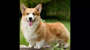 это видео для любителей корги