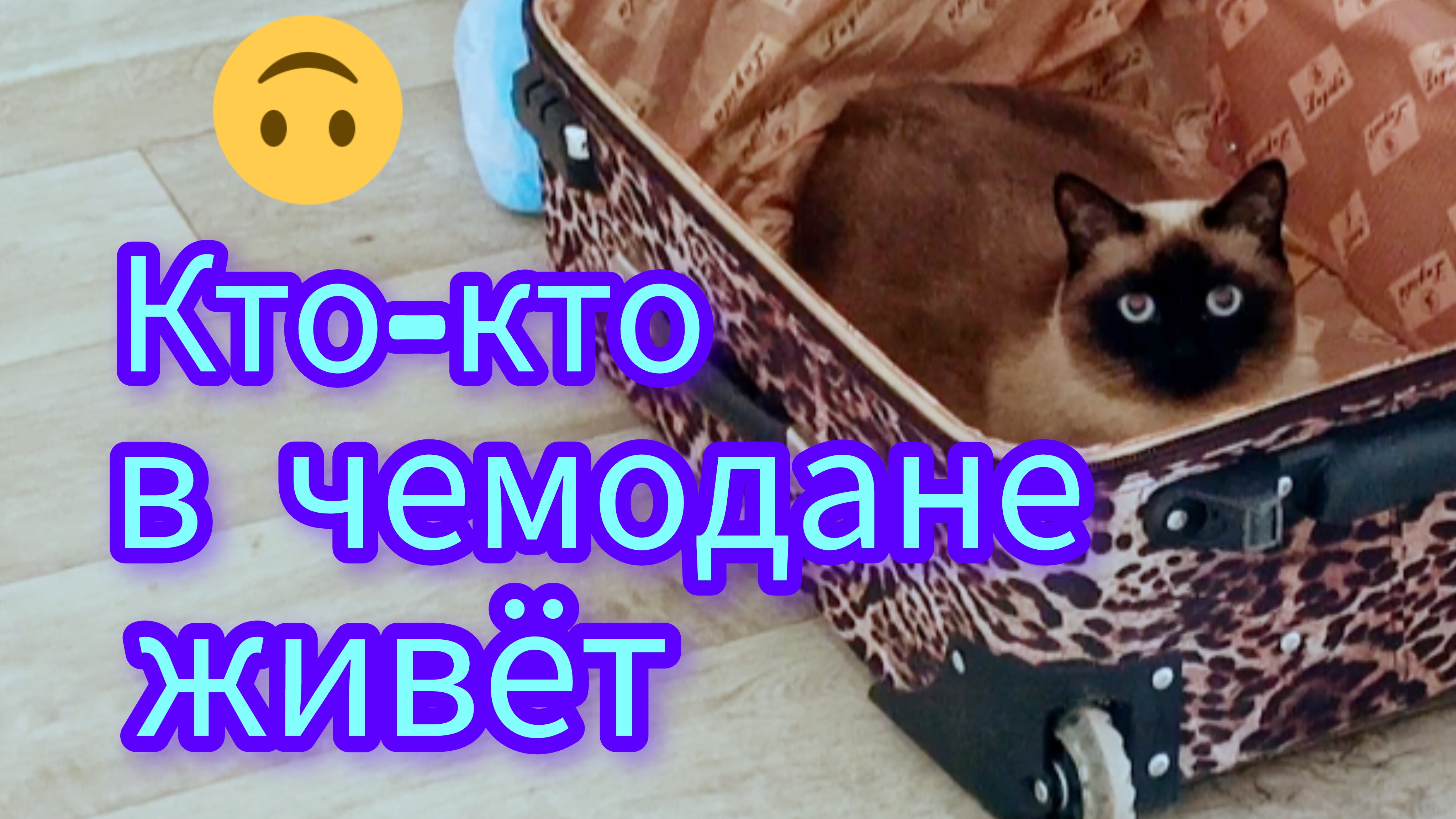 Смешная😂кошка🐱Ладушка и чемодан #смешныекоты #котики #милая кошечка