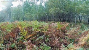 Собираем опята.И когда они успели так вырасти.