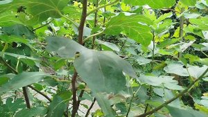 Инжир бабочки напали)