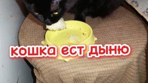 Кошка ест дыню.