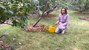 Осенние работы в саду. Полив с триходермой