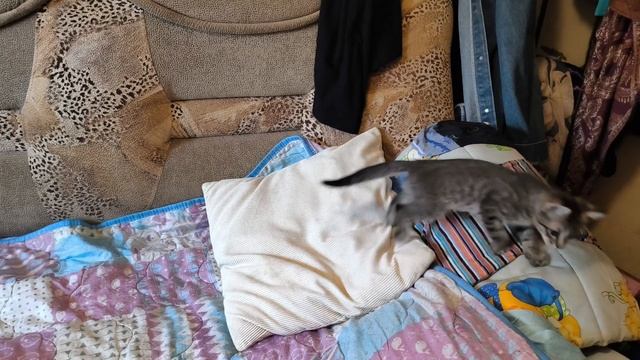 Котята