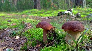 БЕЛЫЕ ГРИБЫ И НЕ ТОЛЬКО