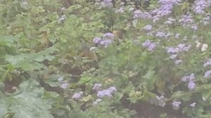 Продолжение раскраски Ум и Хрум