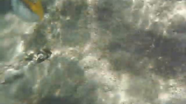 Красота Подводного Мира 4 : Огромное Разнообразие Рыб смотреть онлайн