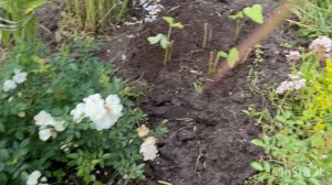 Мой маленький розариум.