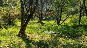 Привет, чудо моё зелёное!