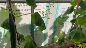 Тиэргэн-2025: Саргылана Михайловна Максимова, Кэнтик