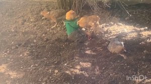 Окрас курочки Билефельдер - маскировочный 25-08-2025