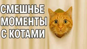 Смех до слёз: лучшие приколы №184
