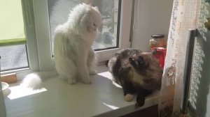 Леся и Сёма - Конфликт