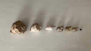 Моя коллекция ракушек