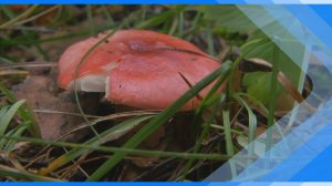 26.08.2025   Напоминаем о правилах безопасности во время похода за грибами