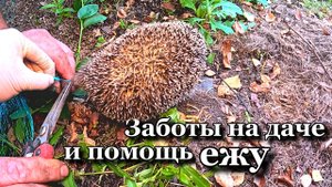 Грибные приключения и ягодные удовольствия