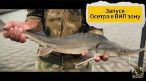 Запуск осетра в вип зону 26.08