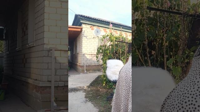 1000191198.mp4 Беленький ажур.т.89020931602 смотреть онлайн