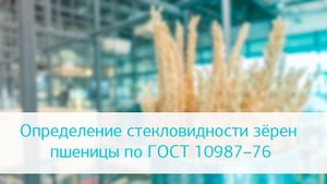 Определение стекловидности зёрен пшеницы в НИИ хлебопекарной промышленности