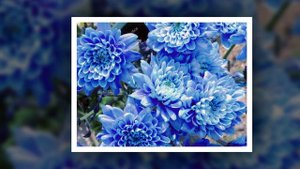 1. Хризантемы. поет Лили Иванова