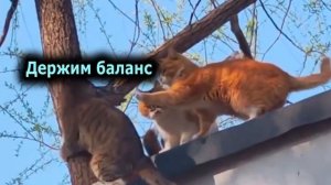 VID_20250826_203919_629.mp4