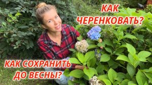 ОСЕННЕЕ ЧЕРЕНКОВАНИЕ ГОРТЕНЗИЙ. Как сохранить укорененные черенки зимой