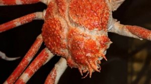 Огромное, членистоногое !