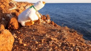 золотой и синий и белый