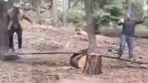 Дровосеки отдыхают