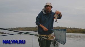 Ока под Серпуховом, голавль, октябрь 2020