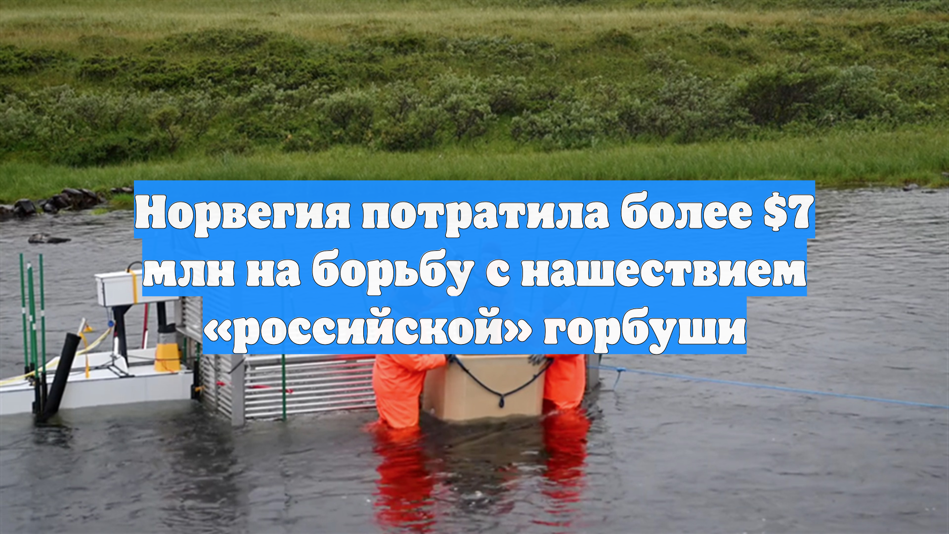 Норвегия потратила более $7 млн на борьбу с нашествием «российской» горбуши