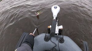Судак прямо в городе, почти в Белом море.