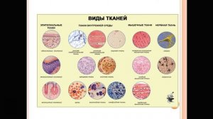 топография тела человека