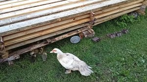 Дом у озера. Крольчата и утята. 26.08.2025.