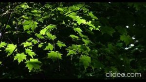 А клён шумит.