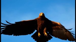 Песня "Сила рода" - Диана Ласпина