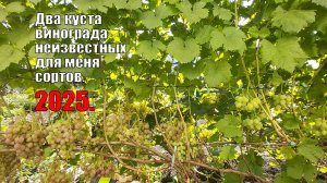 Виноград | Два куста винограда неизвестных для меня сортов