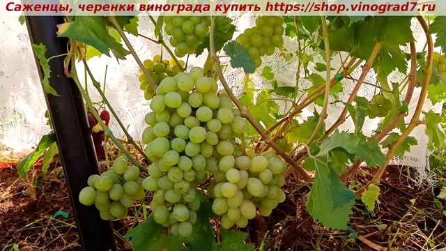 Виноград 08.2025- РАННИЙ ПАЛЫЧА. Ультраранний, созревает в 20х числах июля, огромные ягоды, грозди смотреть онлайн