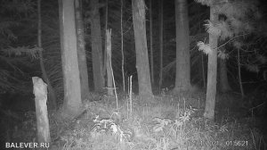 Сова. Неясыть