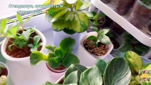 Стендапсус,  Суккуленты и Крестовник 🫶🌿