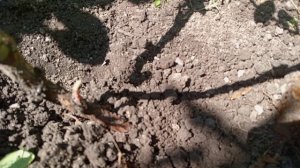 У РОЗЫ ЛИСТЬЯ С СЕМЬЮ ЛИСТОЧКАМИ. ЧТО?