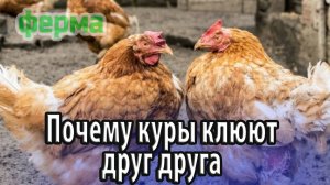 Почему домашние куры клюют друг друга до крови проблемы и способы их решения