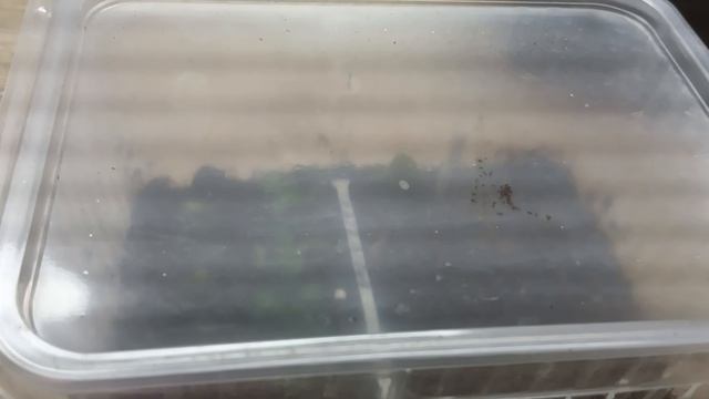 Растим фиалку-трейлер. Видео второе. Содержание посаженных черенков и пасынков после посадки смотреть онлайн