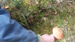 Грибы в лесу, белые и красные.