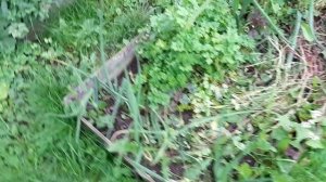 Миниобзор участка