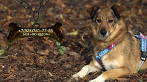 Любопытная Аля