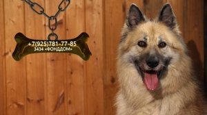 Харизматичная Лайза