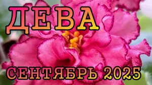 ДЕВА таро прогноз на СЕНТЯБРЬ 2025 года.