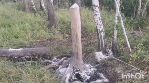 Кабаны облюбовали солонцы. Занёс соль.