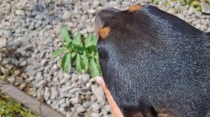 Пора удобрять. Мохнатый синоптик.  Осветила рабочий уголок